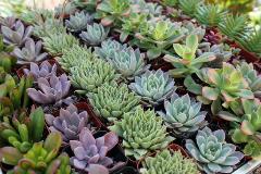 succulents Succulent Plants
